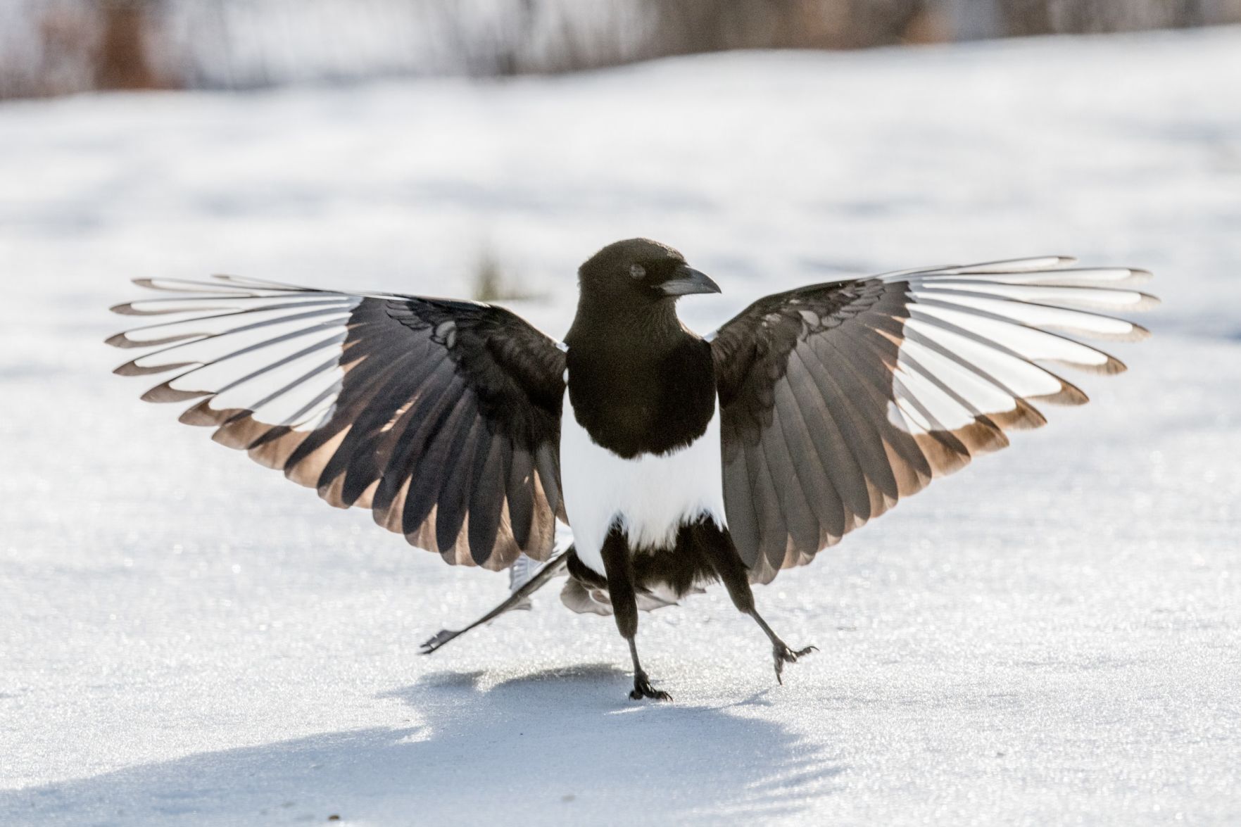 American magpie